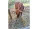 Vand trei vacute scotiene alte animale de companie 916098 poza 3